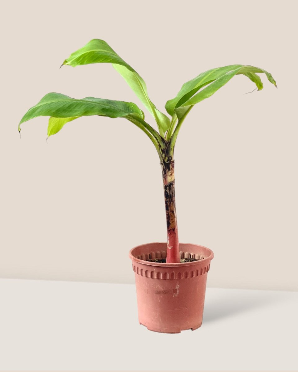 Dwarf Banana Tree - grow pot - Potted plant - Tumbleweed Plants - Online Plant Delivery Singapore