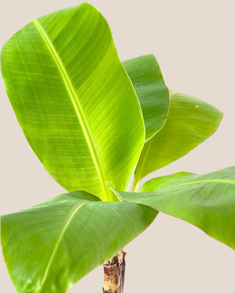 Dwarf Banana Tree - medium brindle pot - black - Potted plant - Tumbleweed Plants - Online Plant Delivery Singapore