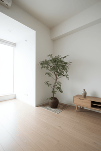 Banyan Tree - Real - Trunk Artificial - Potted plant - 5516314535781 - Tumbleweed Plants - Online Plant Delivery Singapore