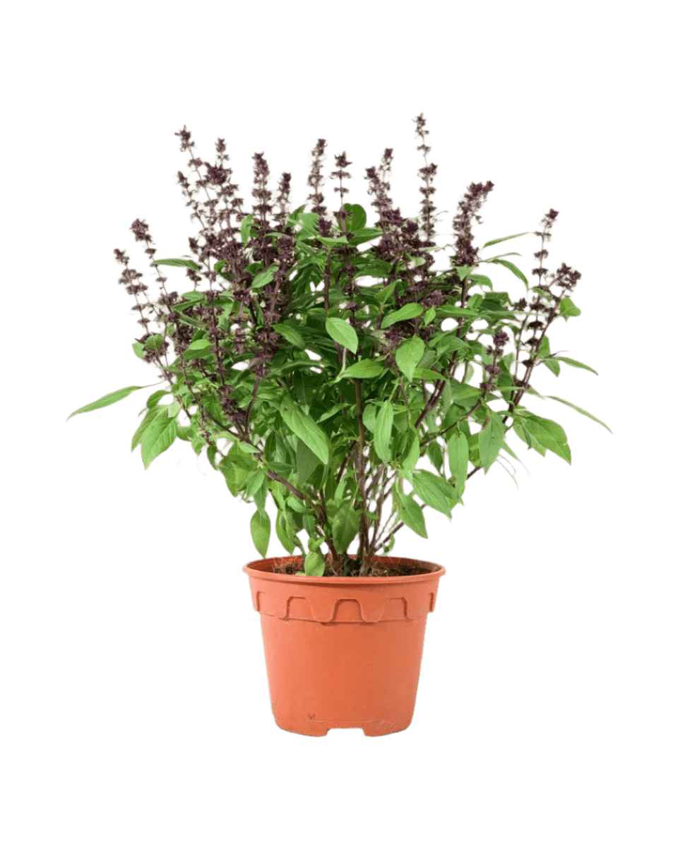 Basil Flower - Potted plant - POTT - BASI - GRW - 3733 - Tumbleweed Plants - Online Plant Delivery Singapore