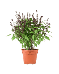 Basil Flower - Potted plant - POTT - BASI - GRW - 3733 - Tumbleweed Plants - Online Plant Delivery Singapore