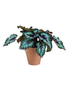 Begonia "Mint Chocolate Chip" - grow pot - Potted plant - Tumbleweed Plants - Online Plant Delivery Singapore