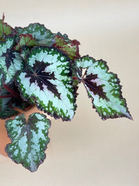 Begonia "Mint Chocolate Chip" - grow pot - Potted plant - Tumbleweed Plants - Online Plant Delivery Singapore