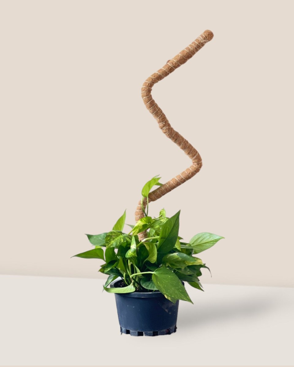 bendable moss pole diy Bendable Moss Pole