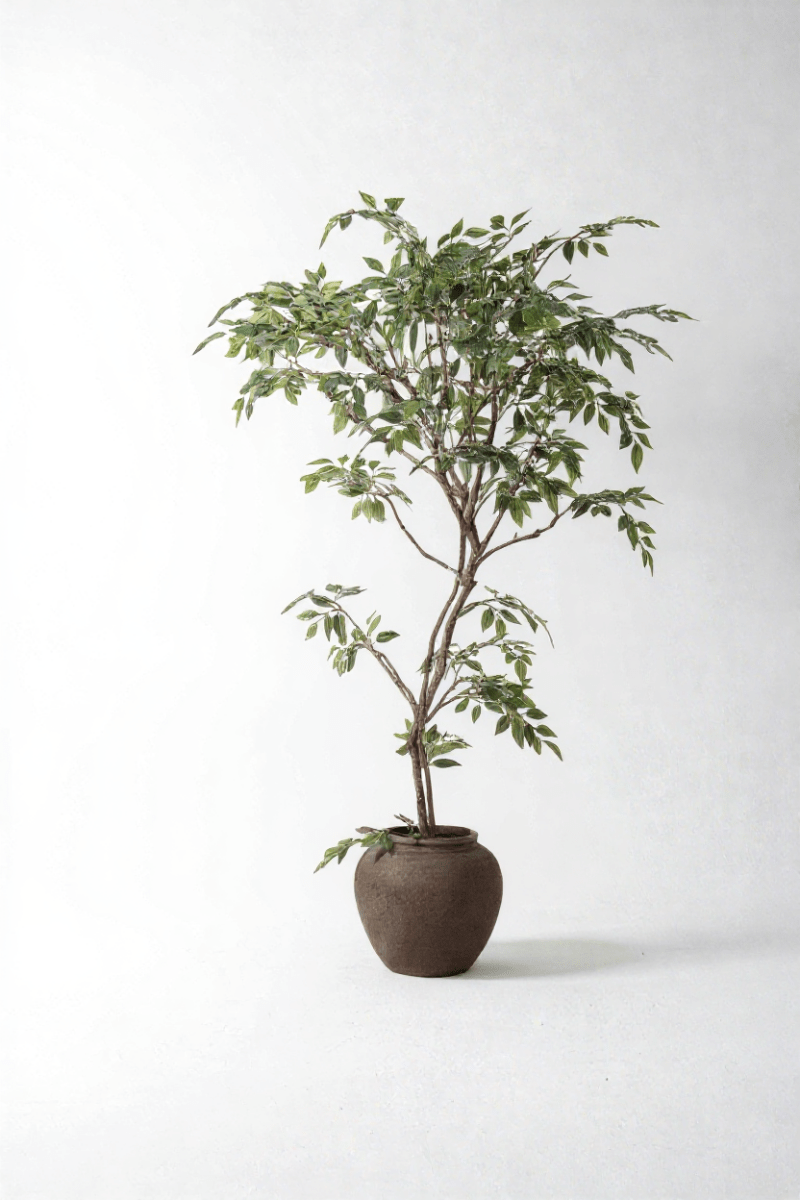 Banyan Tree - Real - Trunk Artificial - Potted plant - POTT - BANY - SWY - 7274 - Tumbleweed Plants - Online Plant Delivery Singapore