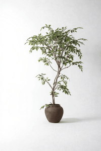 Banyan Tree - Real - Trunk Artificial - Potted plant - POTT - BANY - SWY - 7274 - Tumbleweed Plants - Online Plant Delivery Singapore