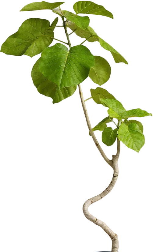 Big Bending Ficus Umbellata