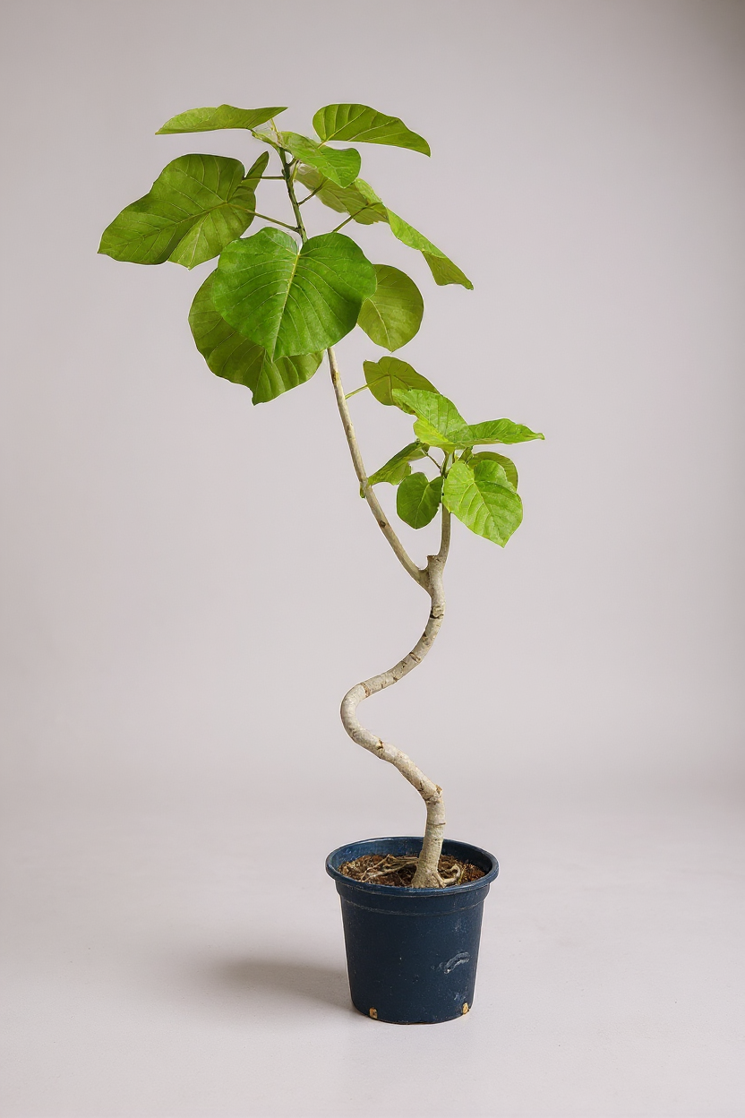 Big Bending Ficus Umbellata - Potted plant -  Tumbleweed Plants