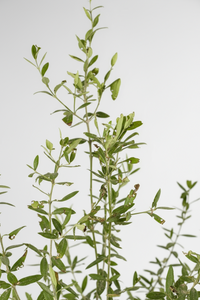 Big Olive Tree - Australia - Potted plant -  Tumbleweed Plants