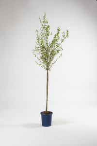 Big Olive Tree - Australia - Potted plant -  Tumbleweed Plants