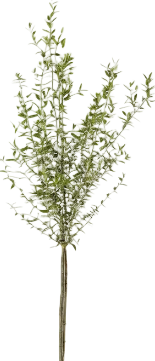 Big Olive Tree - Australia