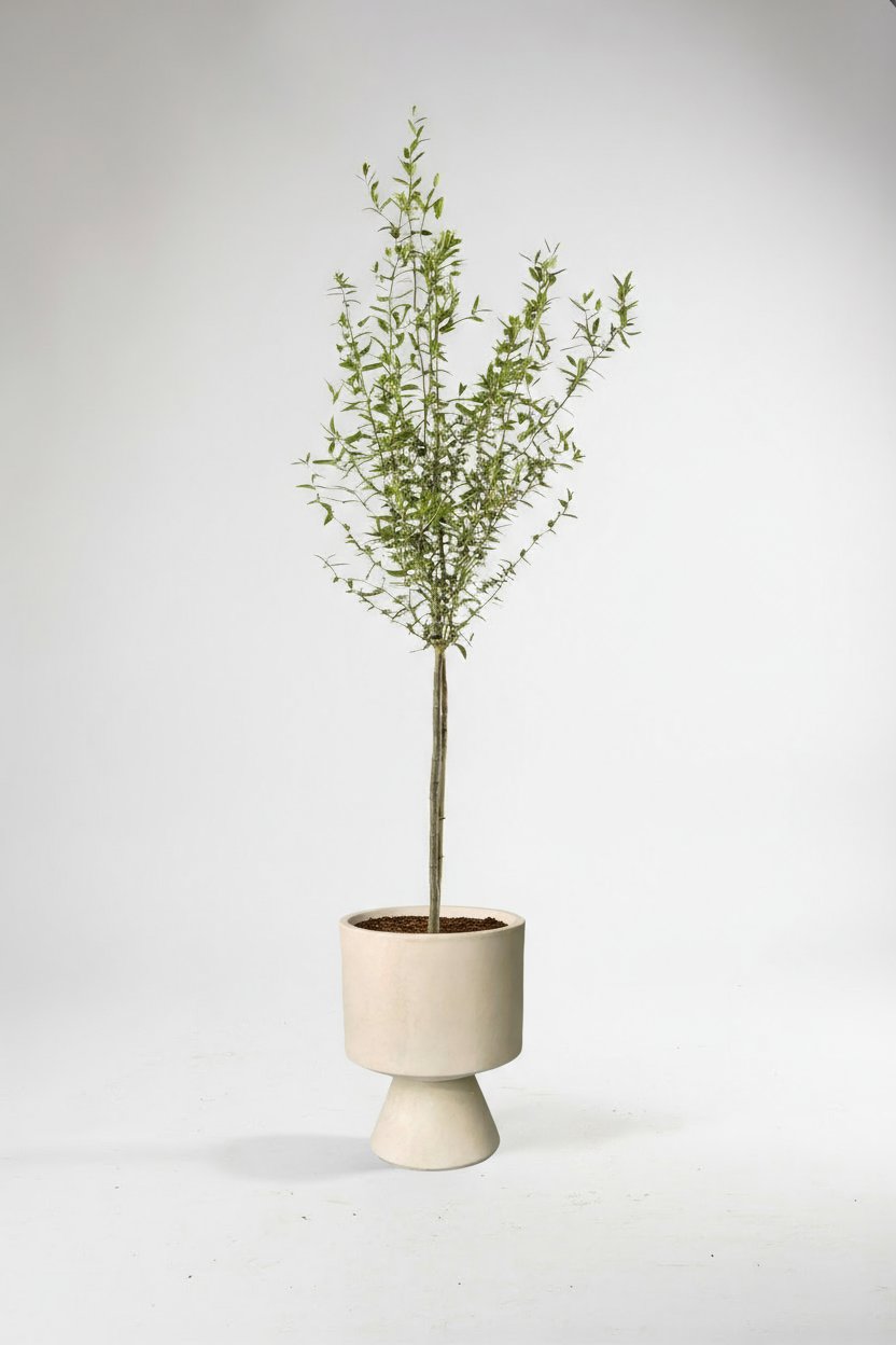 Big Olive Tree - Australia - Potted plant -  Tumbleweed Plants