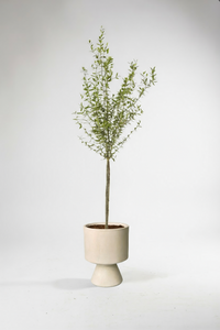Big Olive Tree - Australia - Potted plant -  Tumbleweed Plants