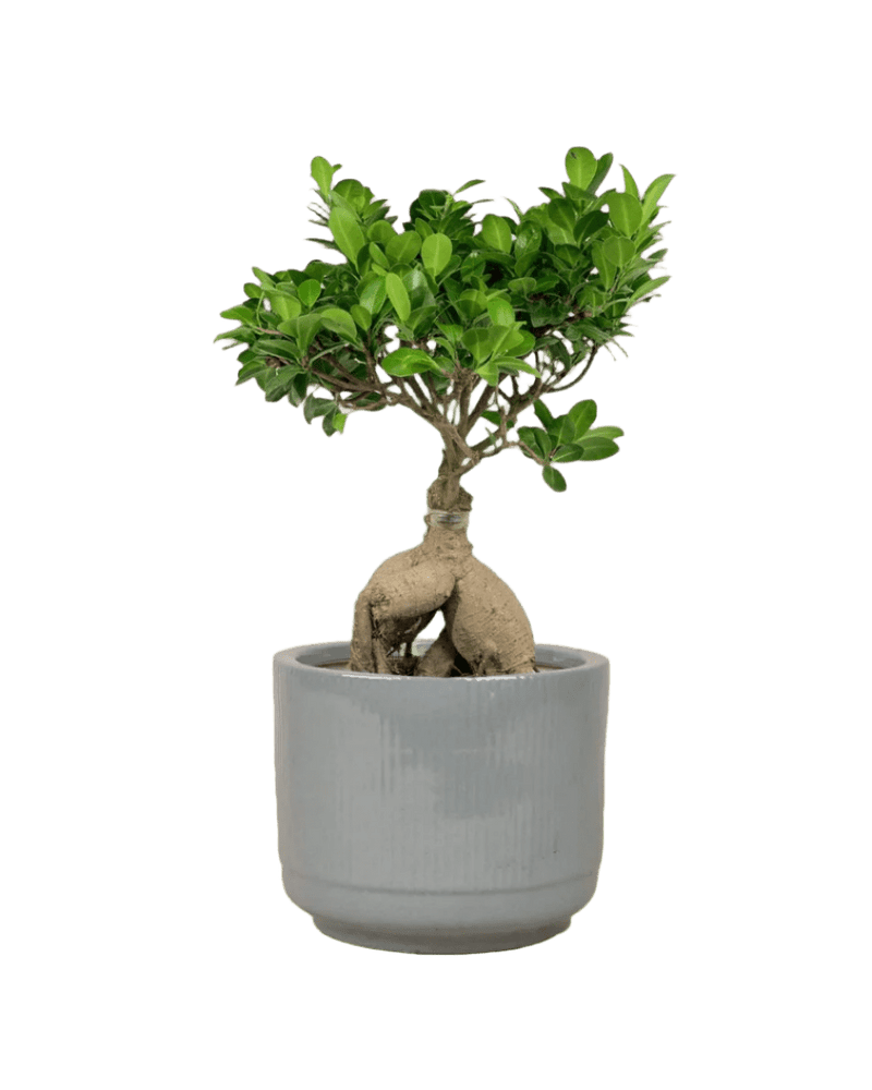 Bird Plum Bonsai - Potted plant - GIFT - BIRD - 3131 - Tumbleweed Plants - Online Plant Delivery Singapore
