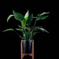 Bird of Paradise Baby
