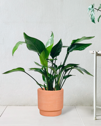 Bird of Paradise Baby - Potted plant -  Tumbleweed Plants