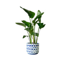 Bird of Paradise Junior (0.7m)
