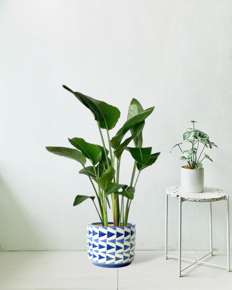 Bird of Paradise - Junior - grow pot - Potted plant - Tumbleweed Plants - Online Plant Delivery Singapore