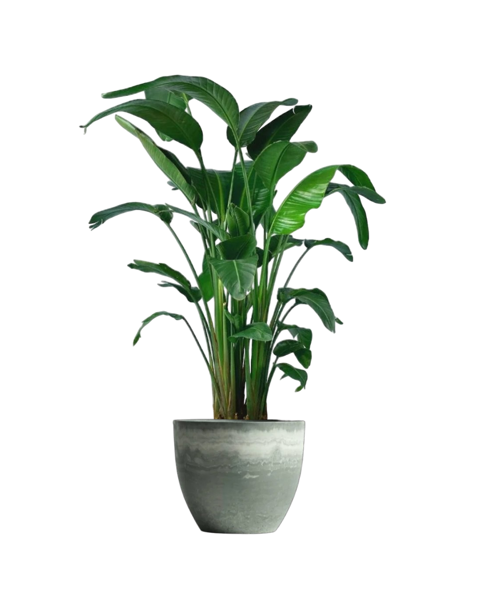 Bird of Paradise (1.1-1.6m)