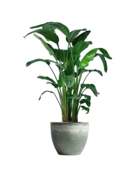 Bird of Paradise (1.1-1.6m)