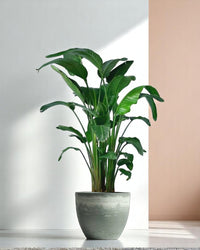 Bird of Paradise (1.1-1.6m)