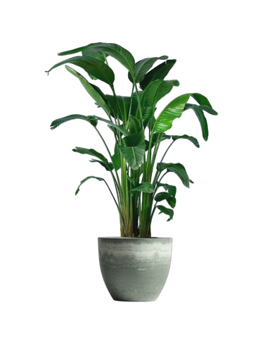 Bird of Paradise (1.1-1.6m)