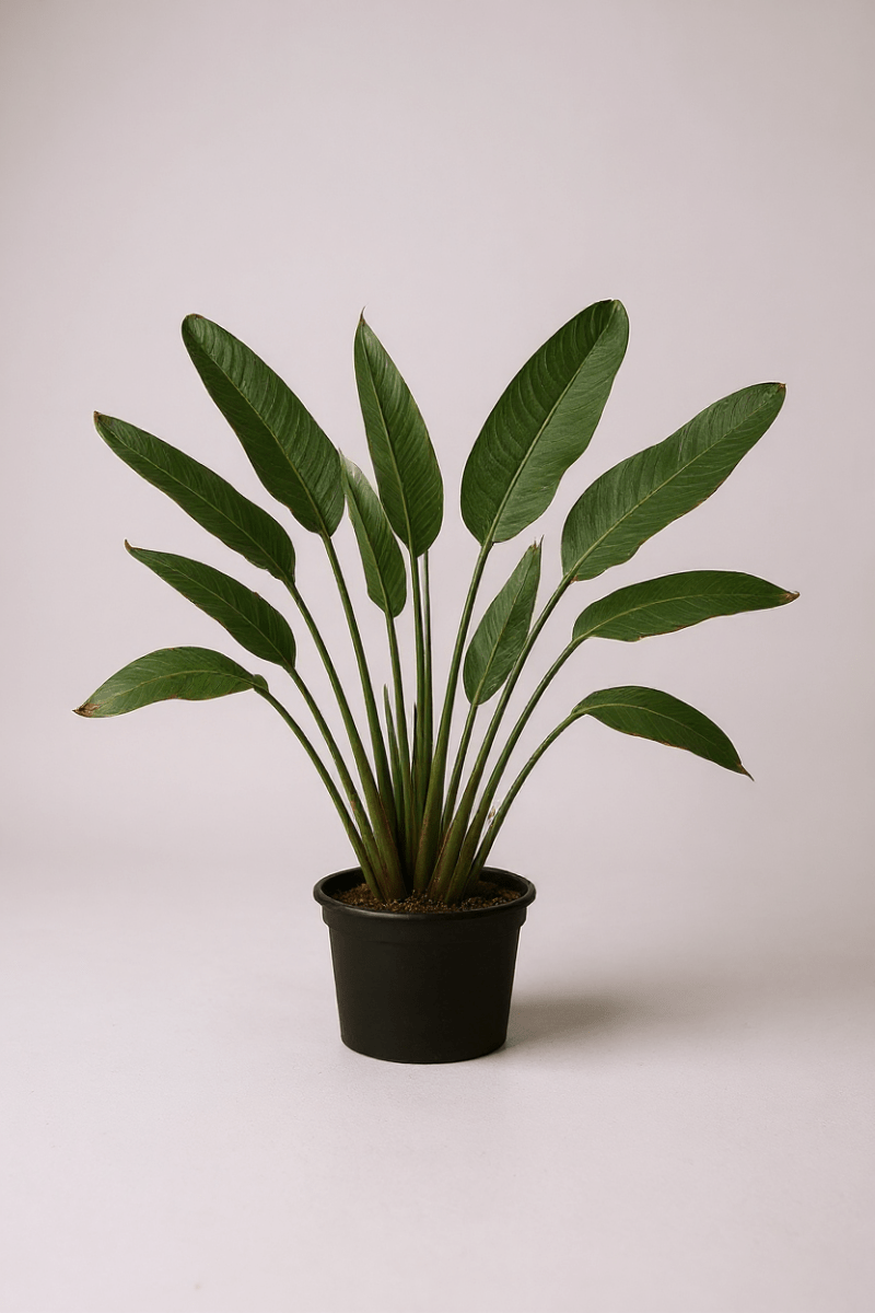 Bird of Paradise Reginae (1 - 1.2m) - Potted plant - POTT - BIRD - GRWM - 7285 - Tumbleweed Plants - Online Plant Delivery Singapore