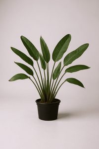 Bird of Paradise Reginae (1 - 1.2m) - Potted plant - POTT - BIRD - GRWM - 7285 - Tumbleweed Plants - Online Plant Delivery Singapore