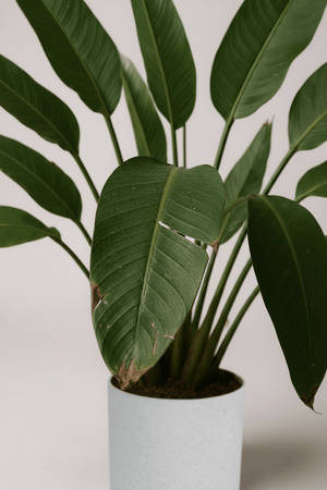 Bird of Paradise Reginae (1 - 1.2m) - Potted plant - POTT - BIRD - GRWM - 7285 - Tumbleweed Plants - Online Plant Delivery Singapore