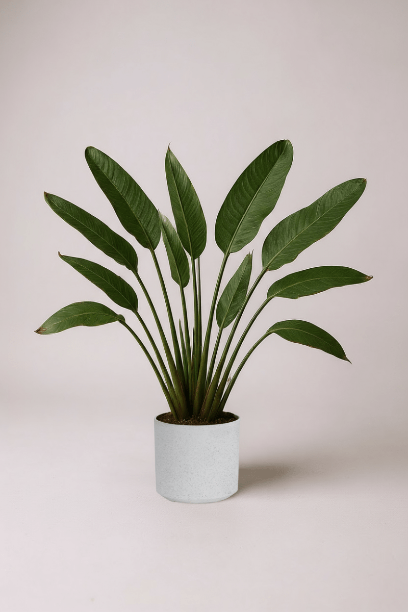 Bird of Paradise Reginae (1 - 1.2m) - Potted plant - POTT - BIRD - GRWM - 7285 - Tumbleweed Plants - Online Plant Delivery Singapore