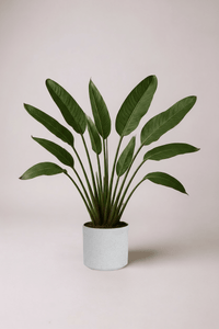 Bird of Paradise Reginae (1 - 1.2m) - Potted plant - POTT - BIRD - GRWM - 7285 - Tumbleweed Plants - Online Plant Delivery Singapore