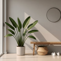 Bird of Paradise Reginae (1-1.2m)