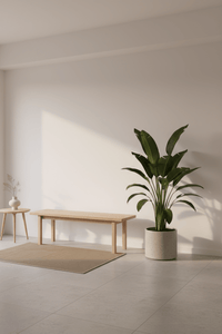 Bird of Paradise Reginae (1 - 1.2m) - Potted plant - POTT - BIRD - GRWM - 7285 - Tumbleweed Plants - Online Plant Delivery Singapore