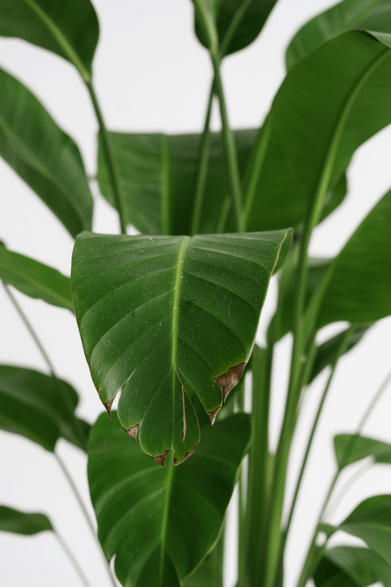 Bird of Paradise (1.1-1.6m) - Potted plant - POTT-BIRD-GRWMM-4122 - Tumbleweed Plants - Online Plant Delivery Singapore