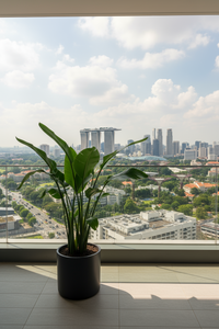 Bird of Paradise (1.1-1.6m) - Potted plant -  Tumbleweed Plants