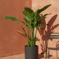 Bird of Paradise (1.1-1.6m)
