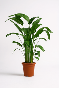 Bird of Paradise (1.1-1.6m) - Potted plant -  Tumbleweed Plants
