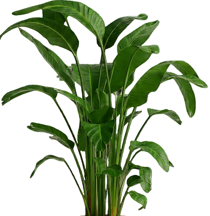 Bird of Paradise (1.1-1.6m)