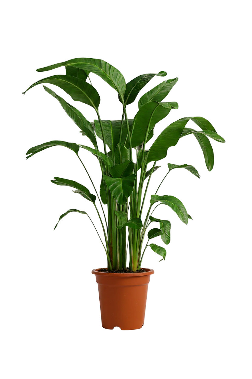 1 meter plant pots Large Tropical Bird of Paradise Plant (1.1-1.6m)