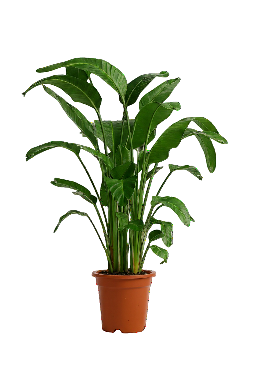 Bird of Paradise (1.1-1.6m)