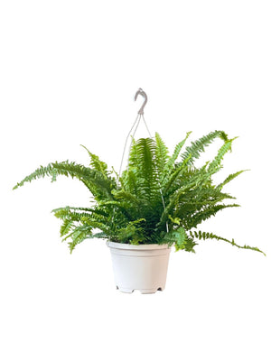 Boston Fern Plant - grow pot - Potted plant - Tumbleweed Plants - Online Plant Delivery Singapore