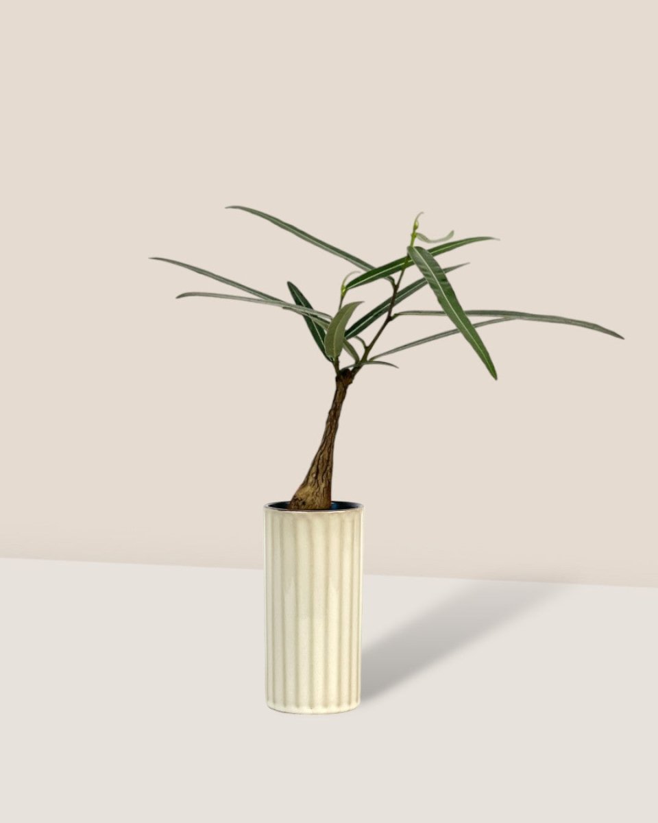 Bottle Tree - Brachychiton Rupestris (Japan) - white slim pot - Potted plant - Tumbleweed Plants - Online Plant Delivery Singapore