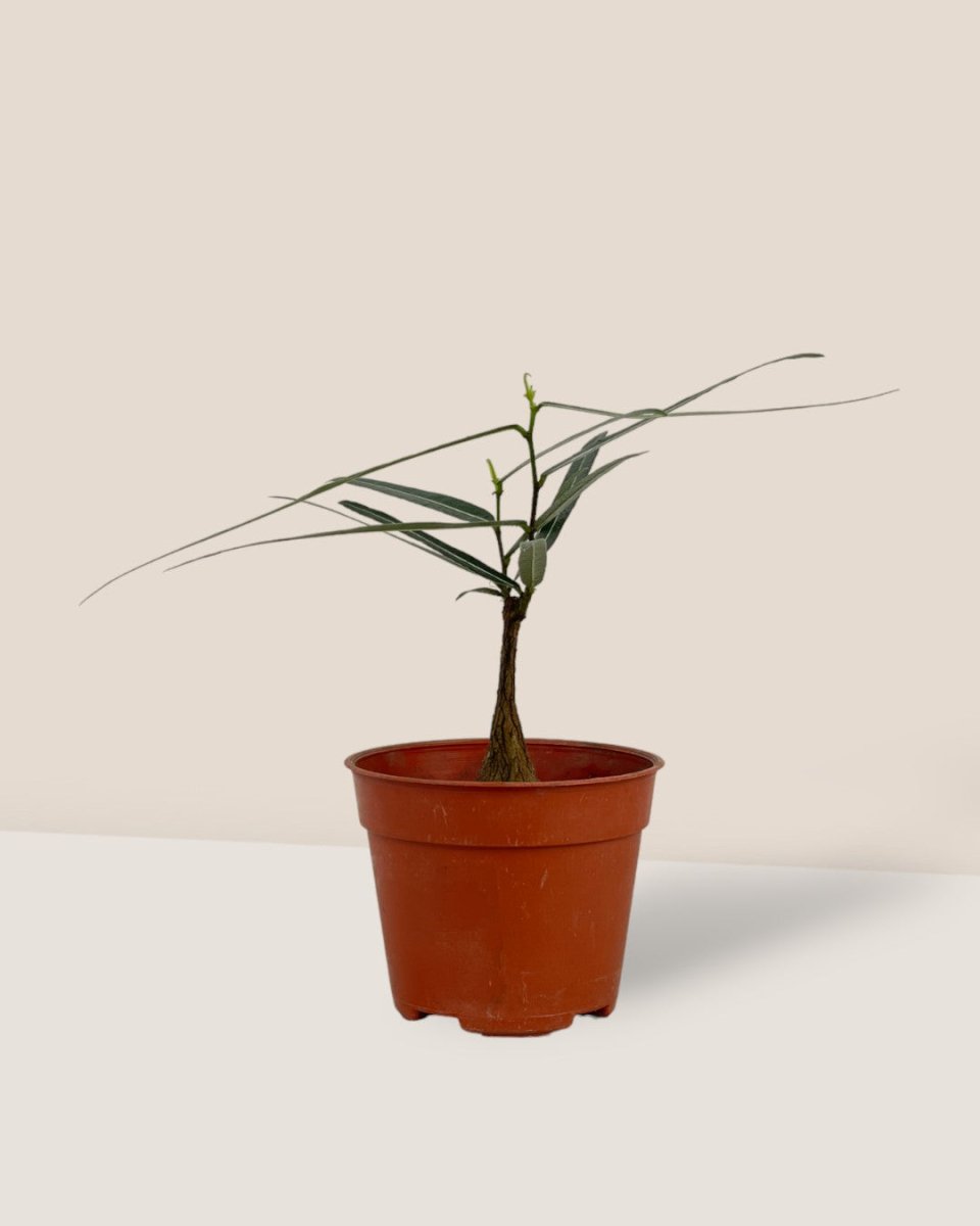 Bottle Tree - Brachychiton Rupestris (Japan) - grow pot - Potted plant - Tumbleweed Plants - Online Plant Delivery Singapore