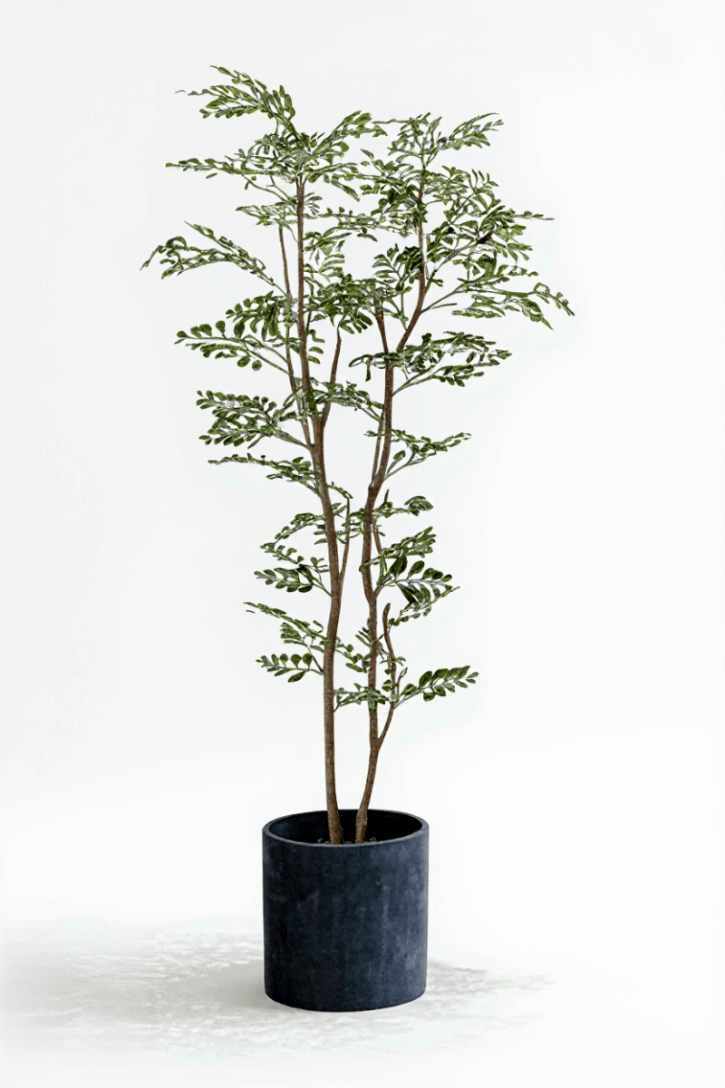 Banyan Tree - Real - Trunk Artificial - Potted plant - 5516314535782 - Tumbleweed Plants - Online Plant Delivery Singapore