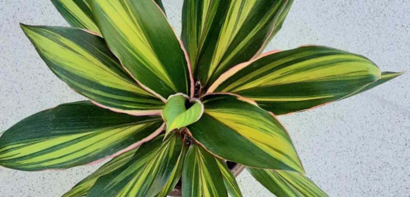 Cordyline Family Plant Care