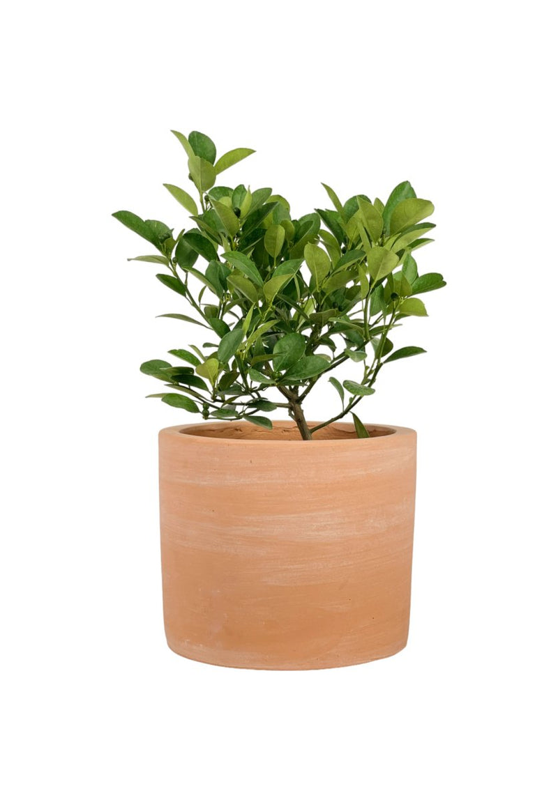 Calamansi Tree - terracotta plinth pot - Potted plant - Tumbleweed Plants - Online Plant Delivery Singapore