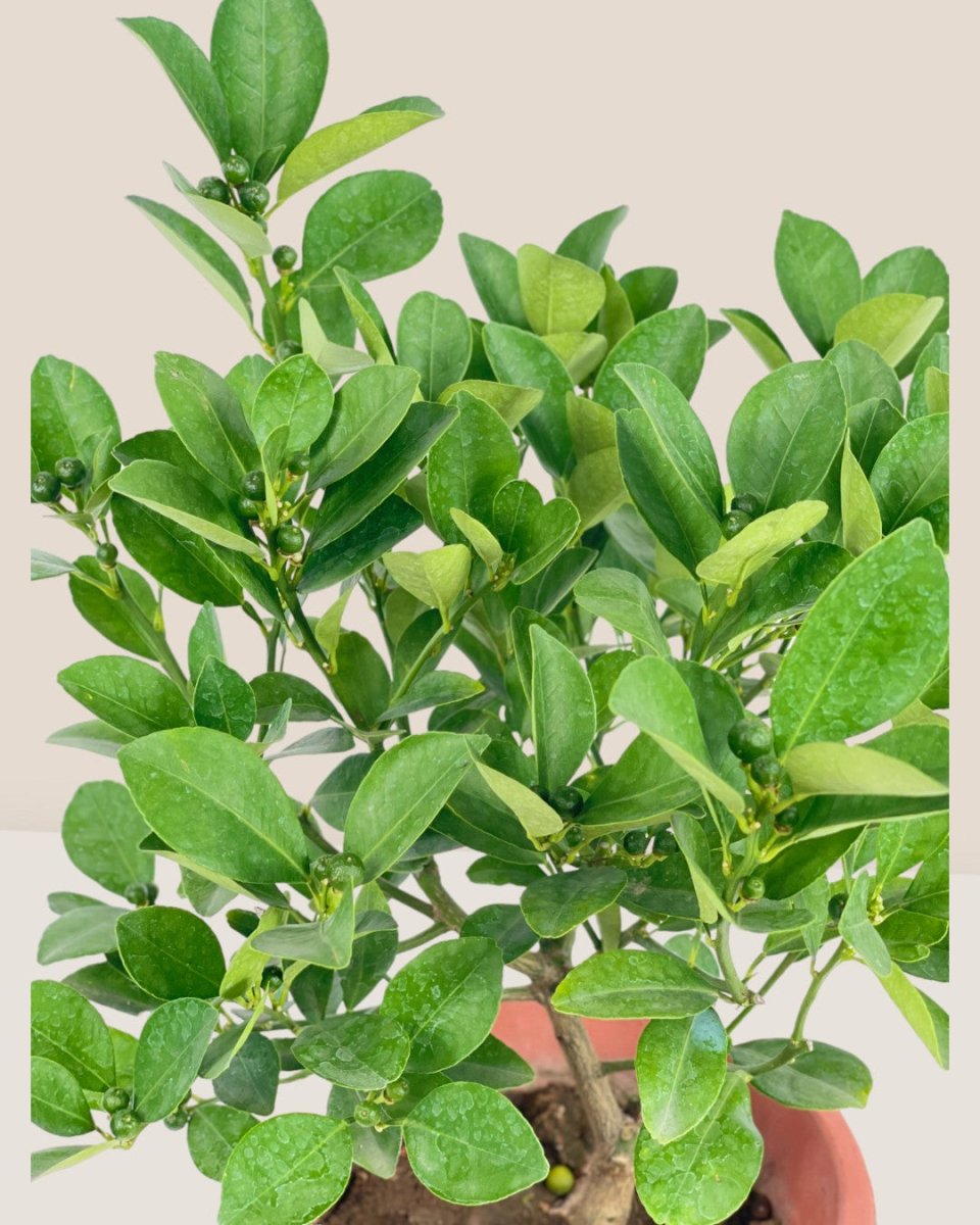 Calamansi Tree - grow pot - Potted plant - Tumbleweed Plants - Online Plant Delivery Singapore