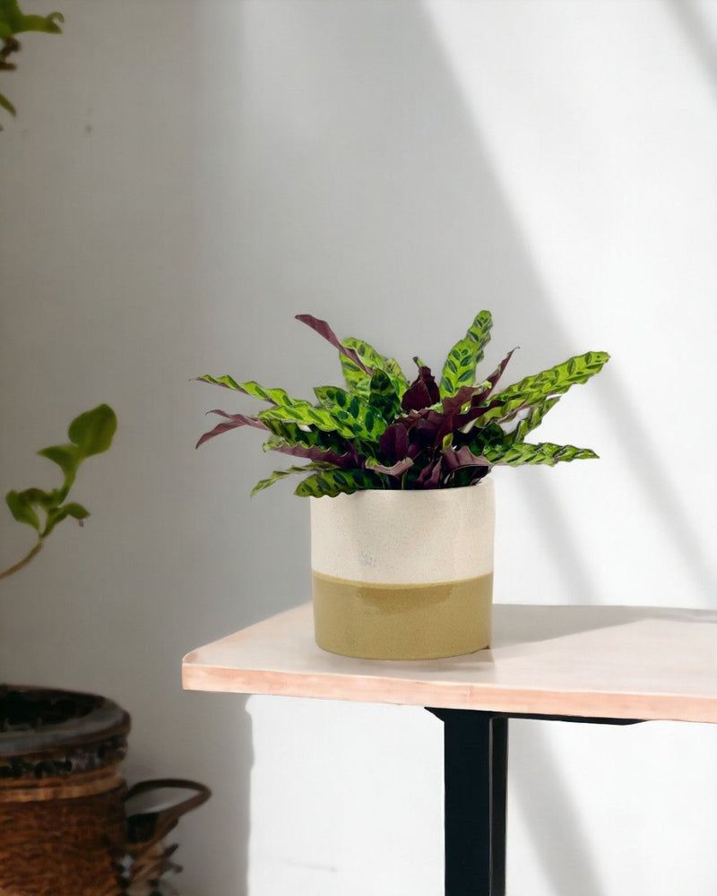 Calathea Lancifolia - scales planter - Potted plant - Tumbleweed Plants - Online Plant Delivery Singapore