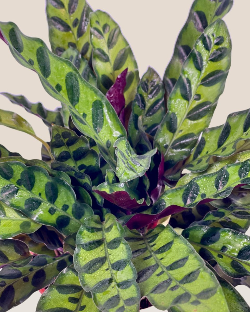 Calathea Lancifolia - grow pot - Potted plant - Tumbleweed Plants - Online Plant Delivery Singapore