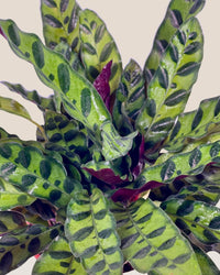 Calathea Lancifolia - grow pot - Potted plant - Tumbleweed Plants - Online Plant Delivery Singapore
